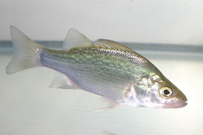 White perch - Morone americana