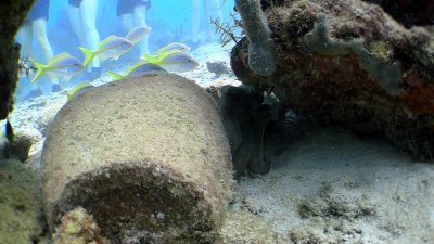 If you look closely you can see an annoyed octopus