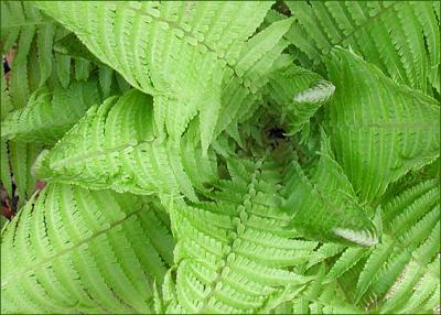 Fern fronds