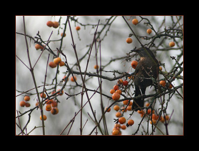 Hen Blackbird