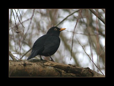 Cock Blackbird