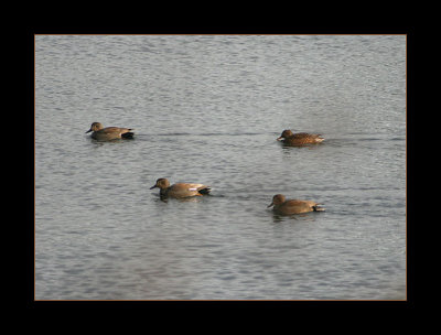 Gadwall