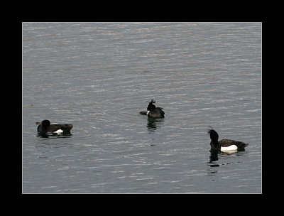 Milton Country Park, January 2008