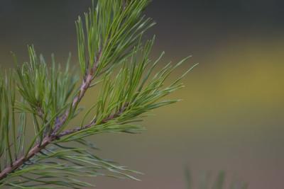 Soft Pine Tree Image