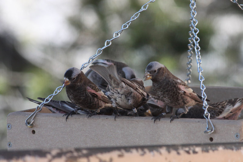 Black Rosy-Finches