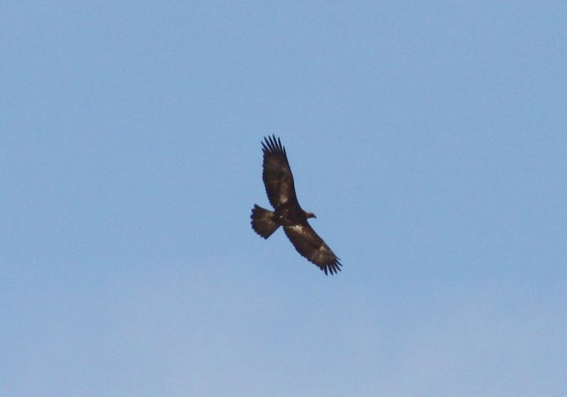 Golden Eagle