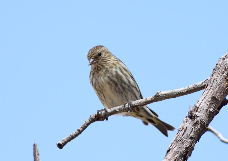 Pine Siskin