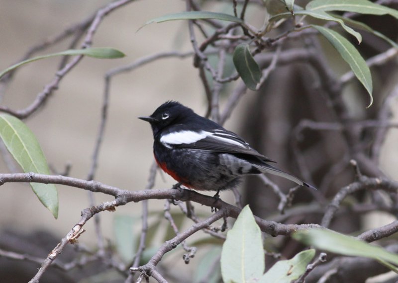 Painted Redstart