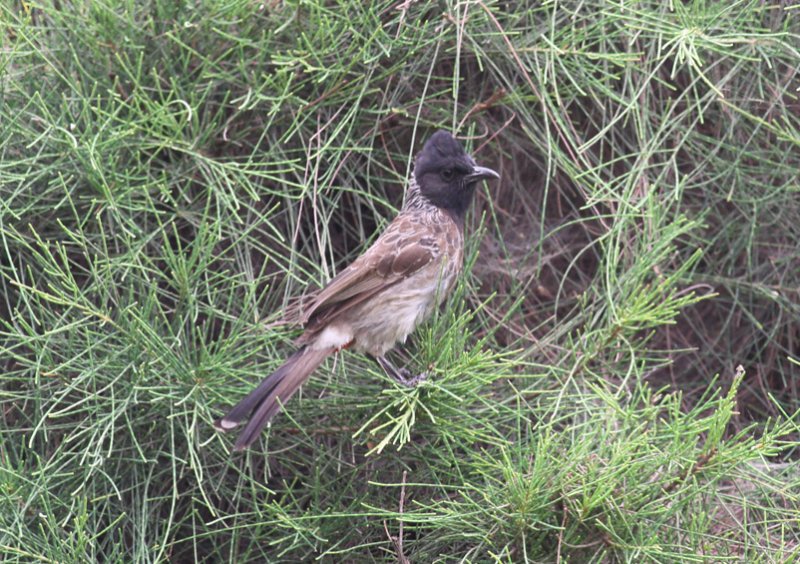 Red-vented Bulbul