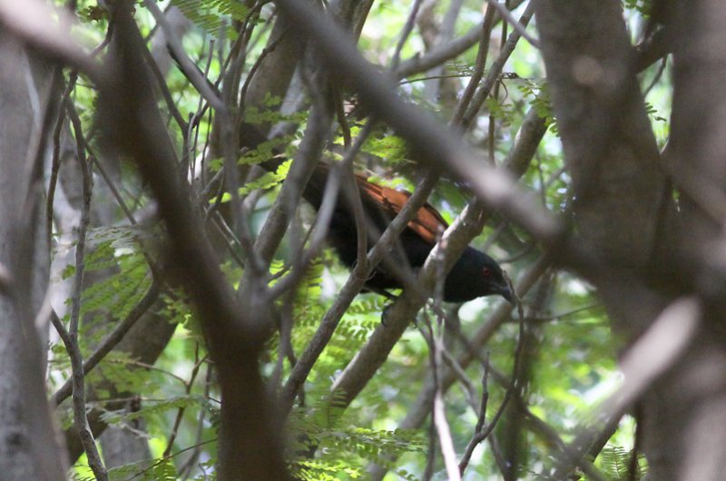 Greater Coucal
