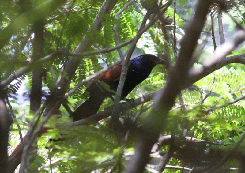 Greater Coucal