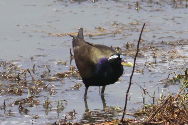 Bronze-winged Jacana