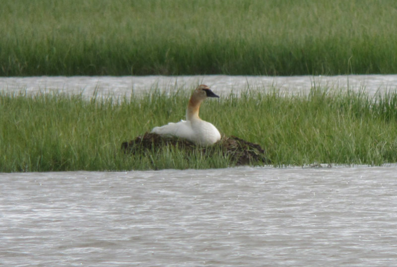 Trumpeter Swan
