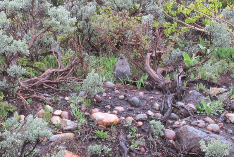 Dusky Grouse