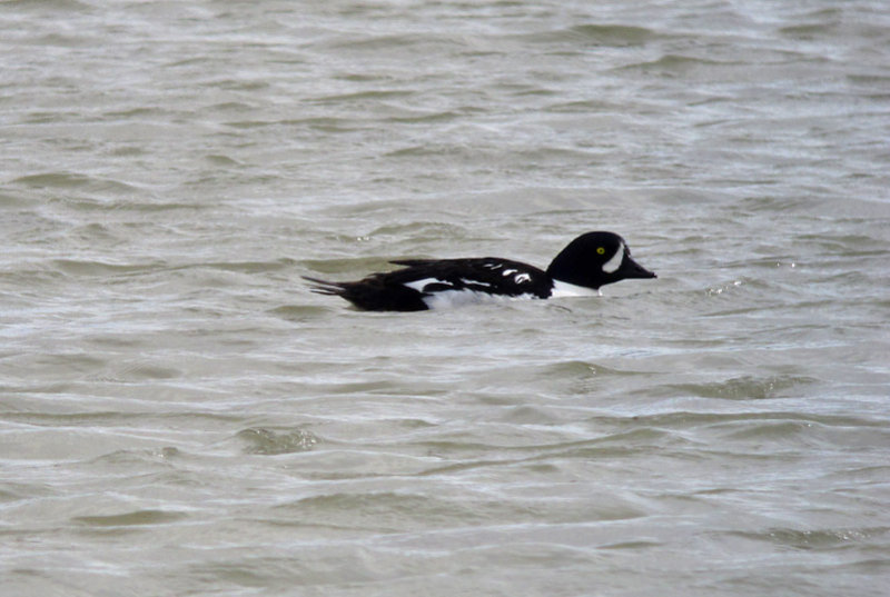 Barrows Goldeneye