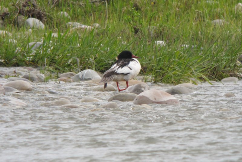 Common Merganser