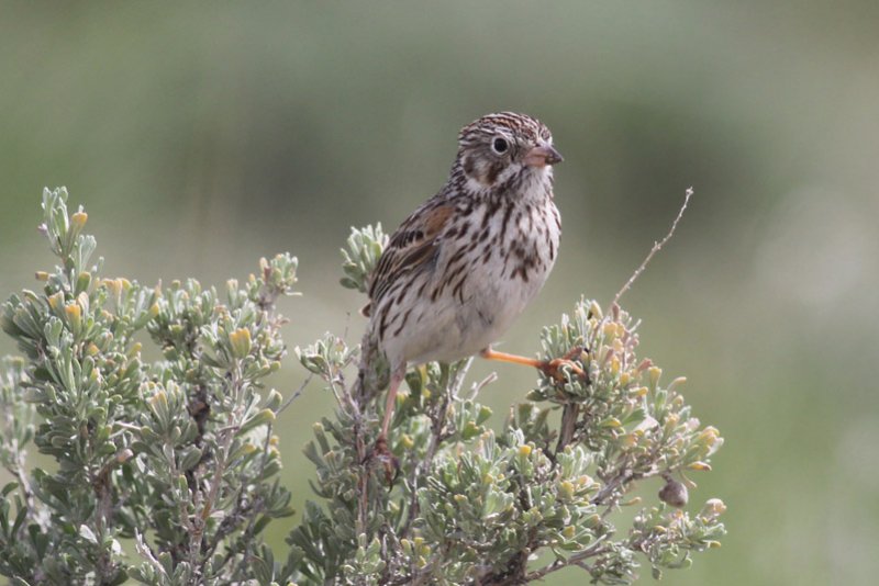 Vesper Sparrow