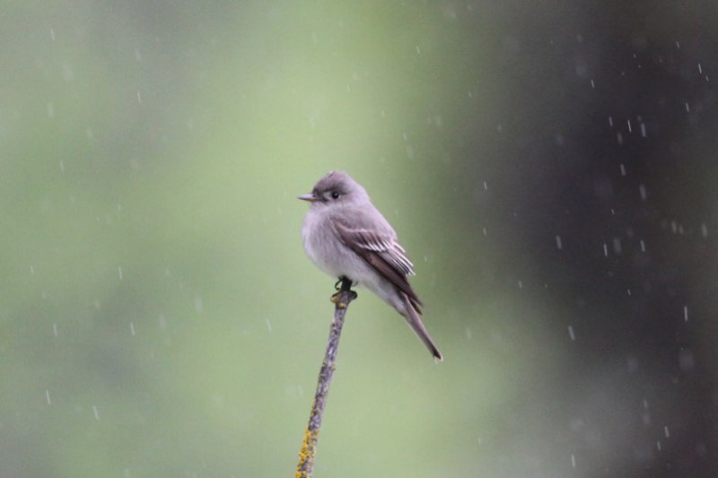 Western Wood-Pewee