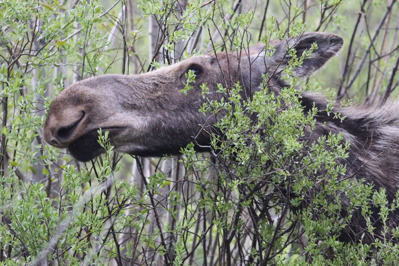 Moose