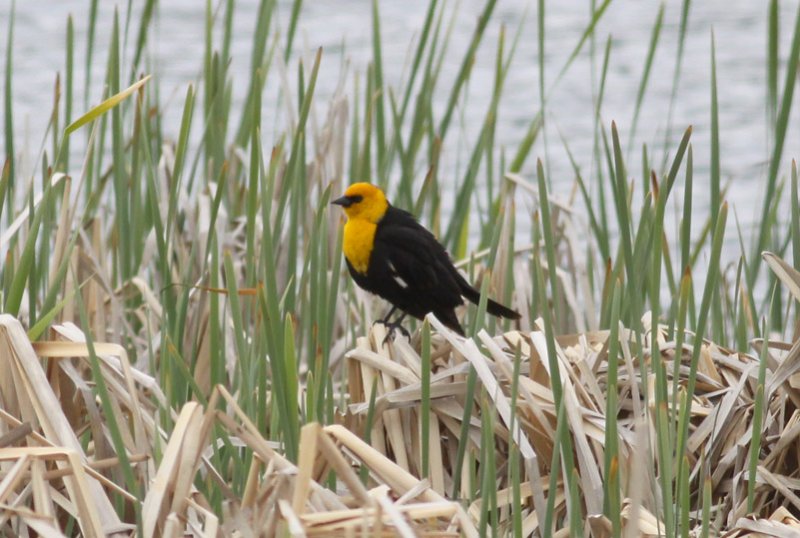 Yellow-headed Blackbird
