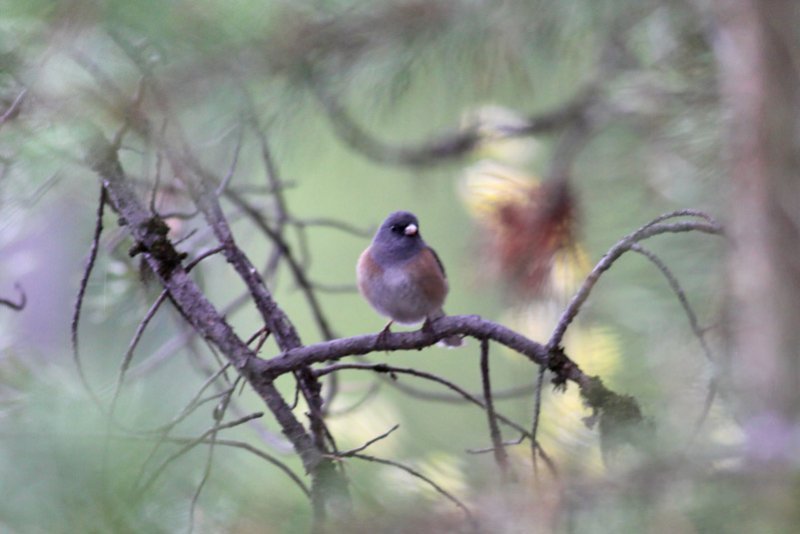 Dark-eyed Pink-sided Junco