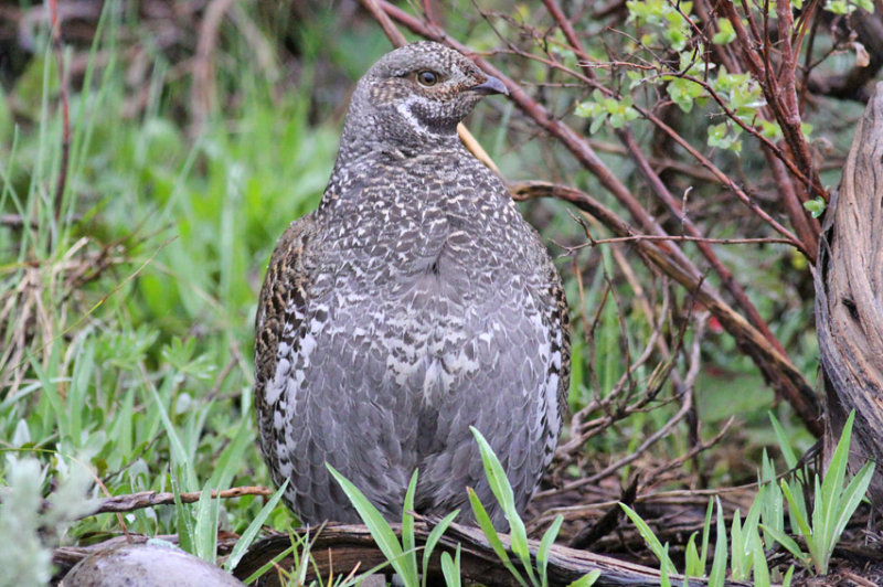 Dusky Grouse