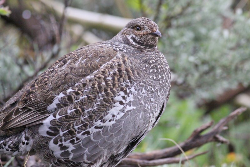 Dusky Grouse