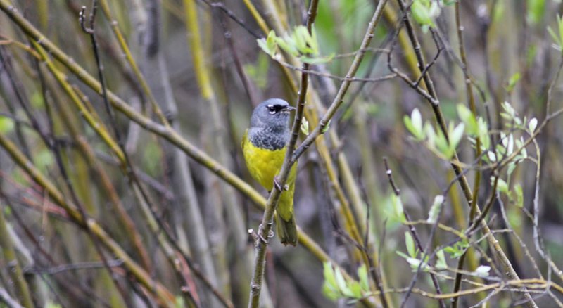 MacGillivrays Warbler