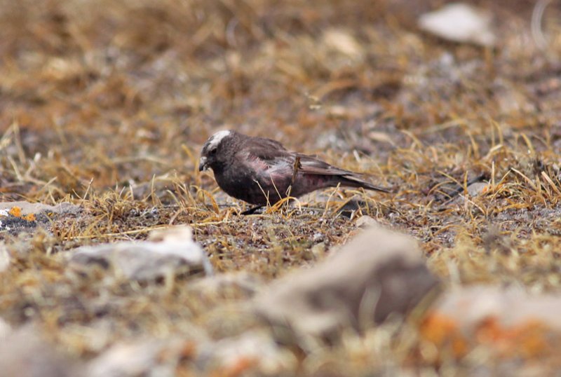 Black Rosy-Finch