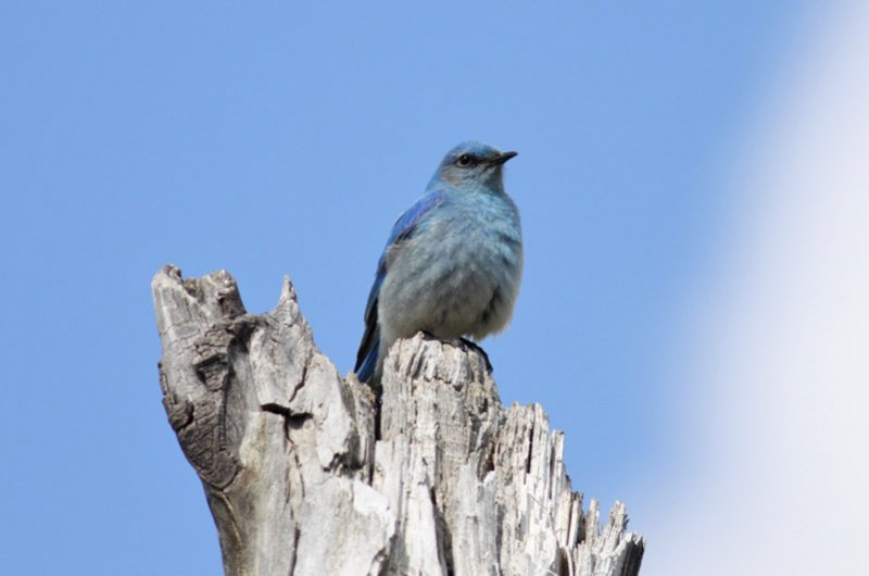 Mountain Bluebird