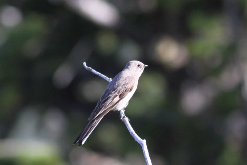 Townsends Solitaire
