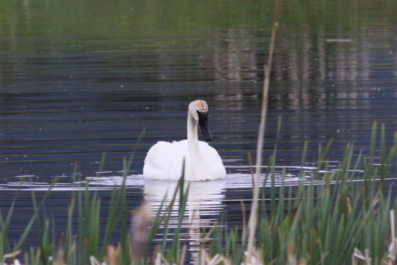 Trumpeter Swan