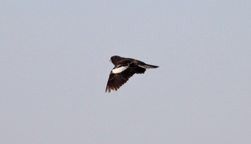 Lark Bunting