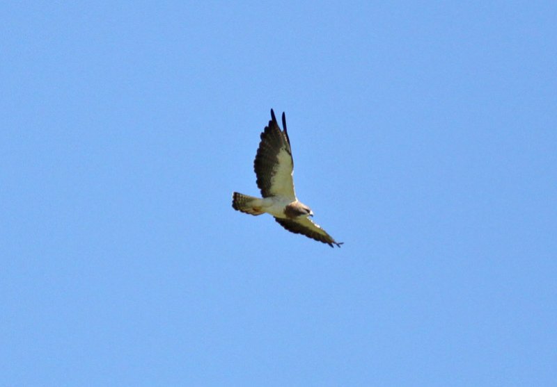 Swainsons Hawk