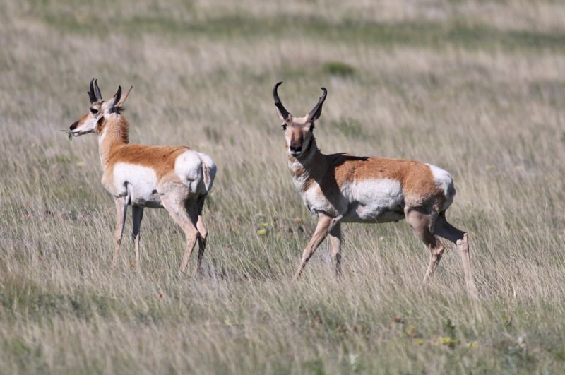 Pronghorns