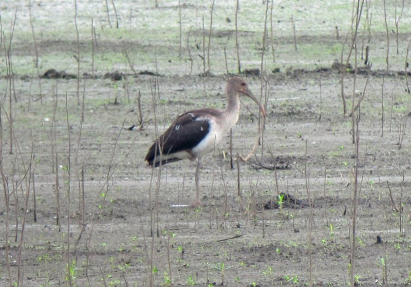 White Ibis