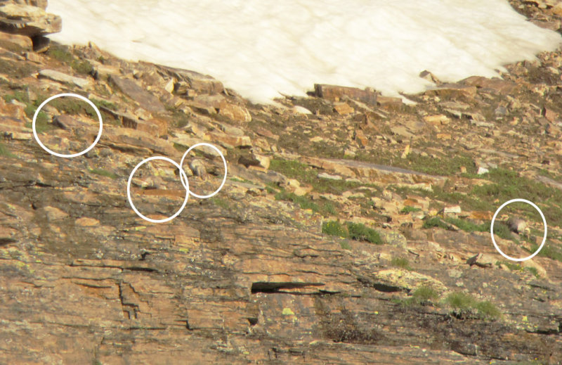 Himalayan Snowcocks