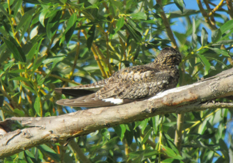 Common Nighthawk