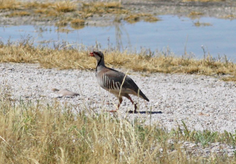 Chukar