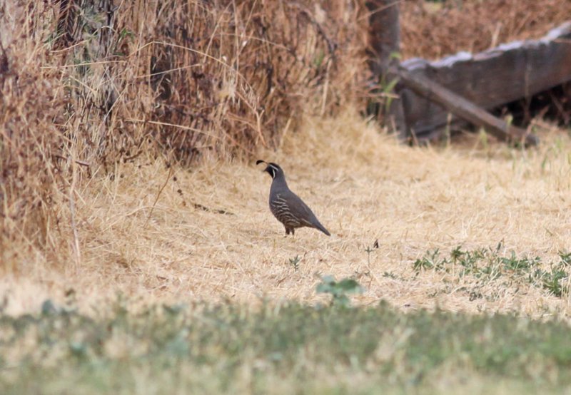 California Quail