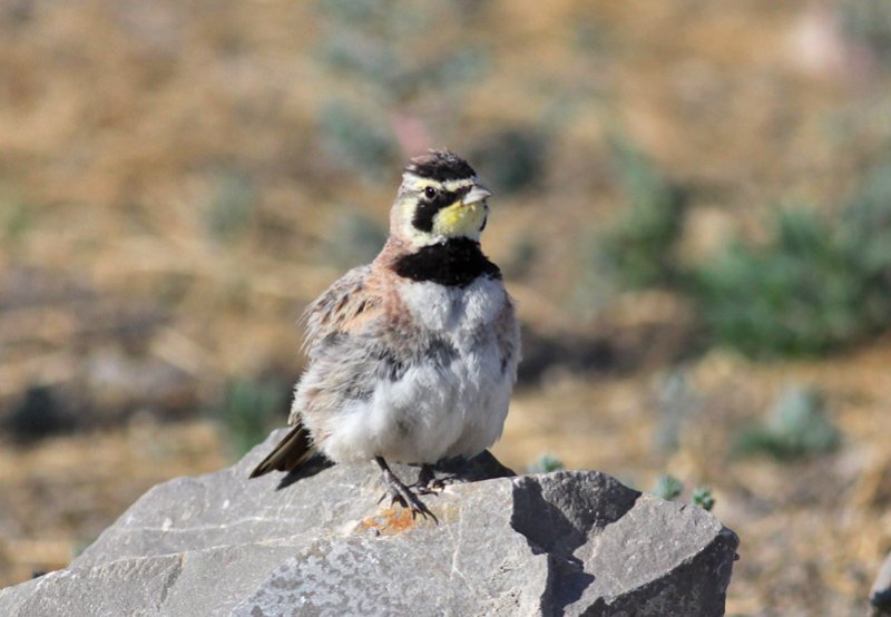 Horned Lark