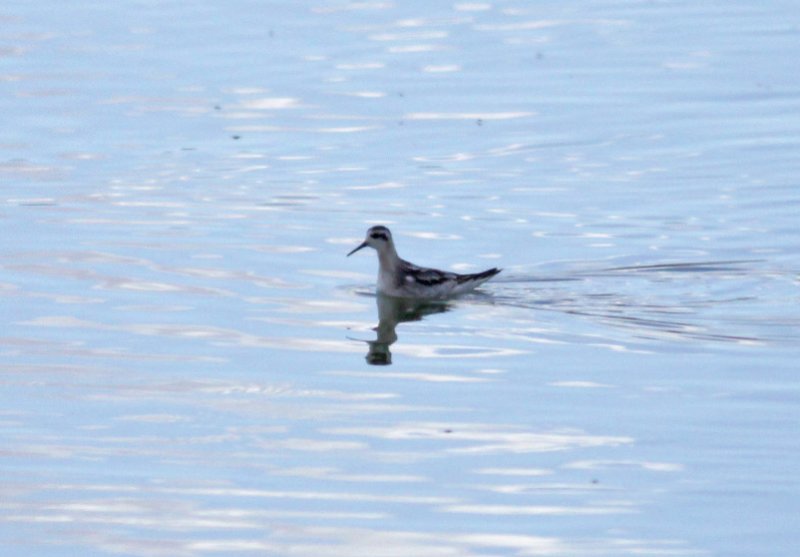 Red-necked Phalarope
