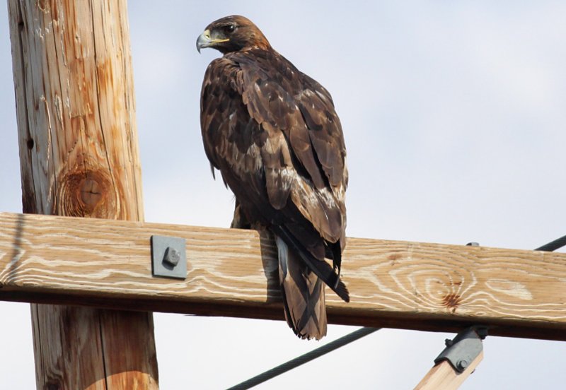 Golden eagle