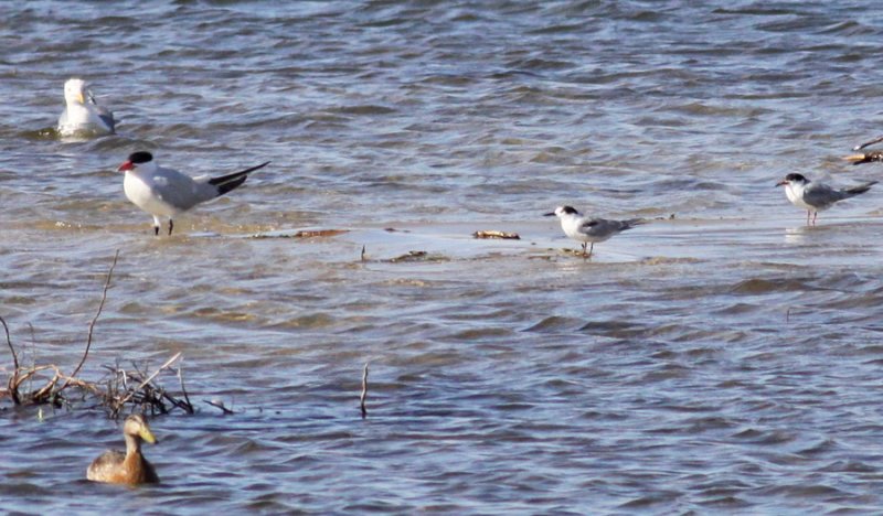 Caspian & Common Terns