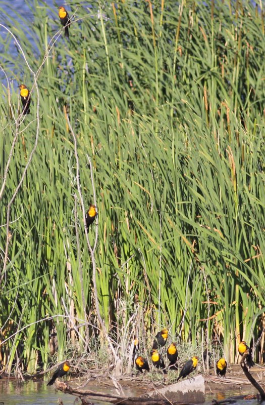 Yellow-headed Blackbirds