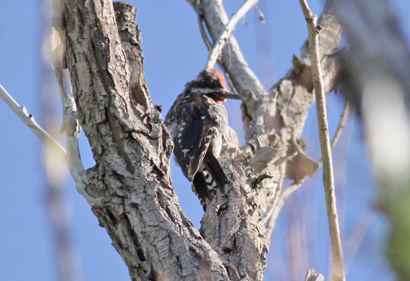 Red-naped Sapsucker