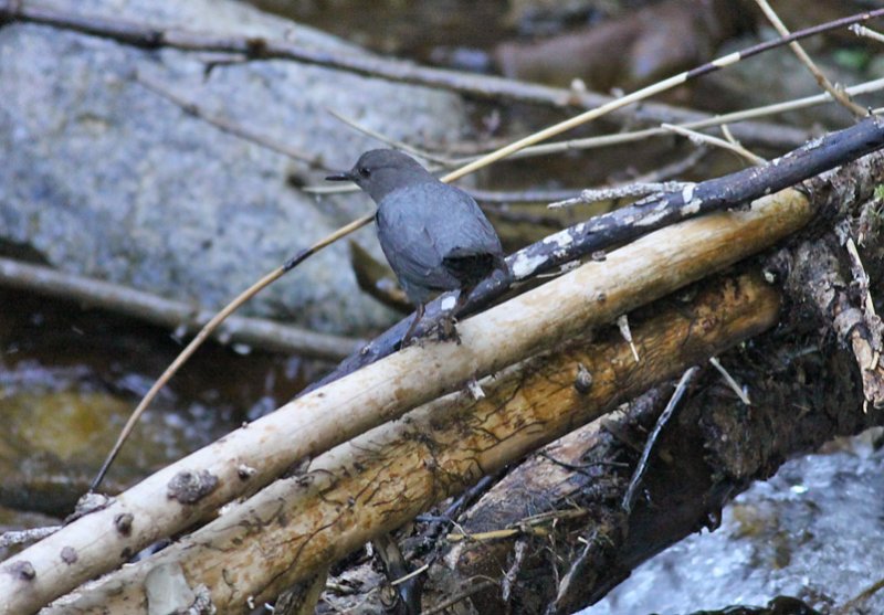 American Dipper