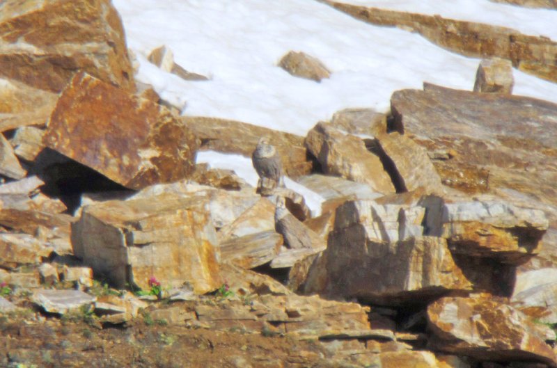 Himalayan Snowcocks