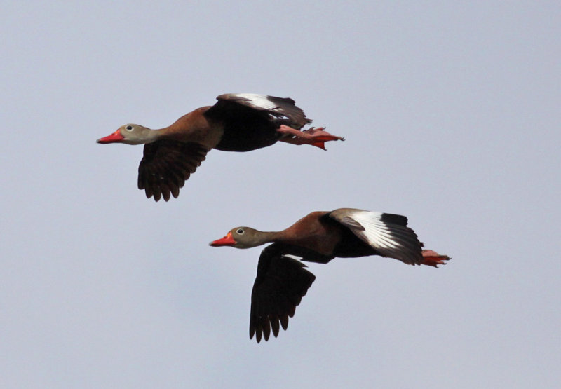 Black-bellied Whistling Ducks