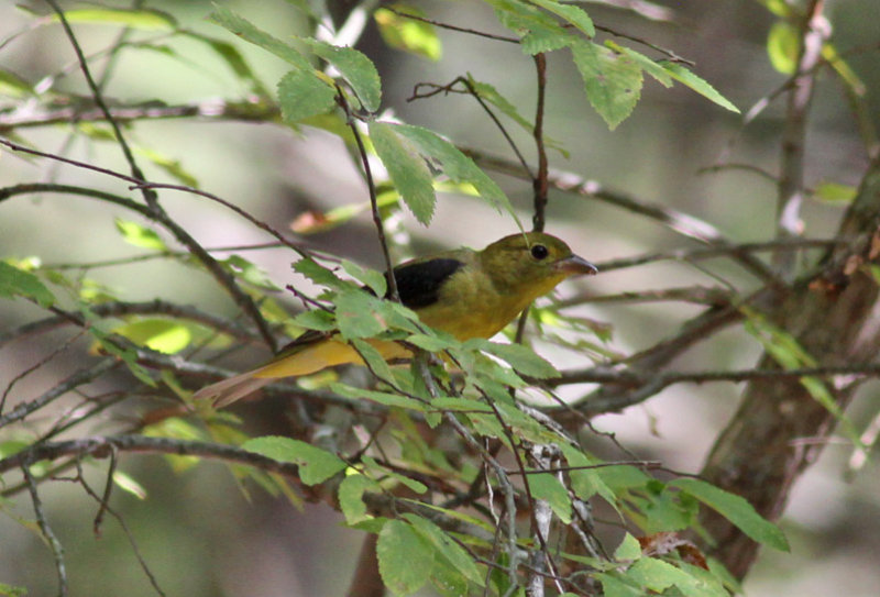 Scarlet Tanager